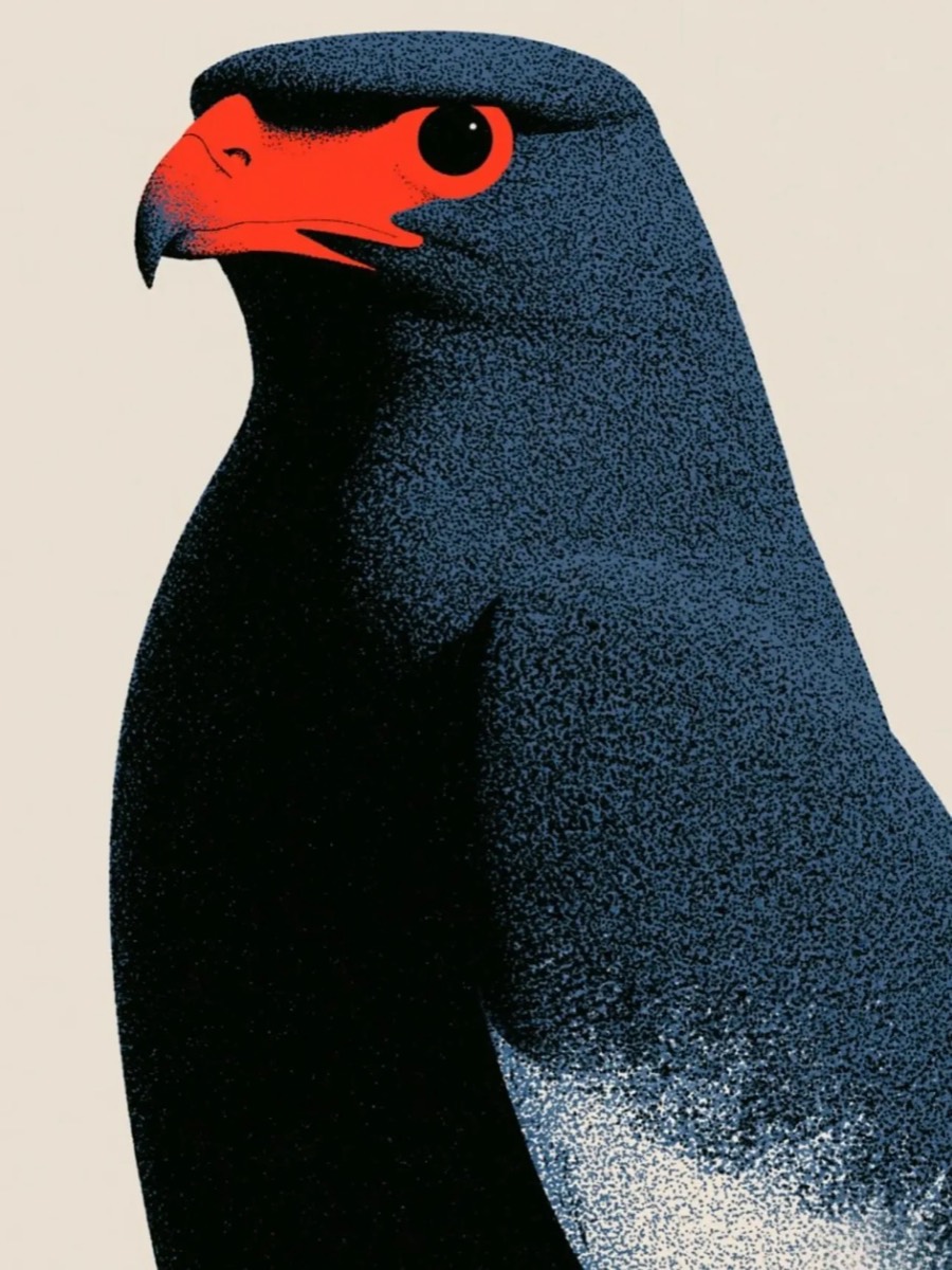 Poloma negra con rojo